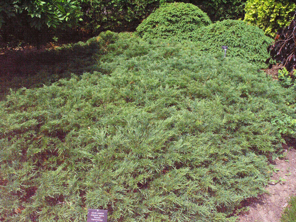Juniperus sabina_Skandia fm.jpg
